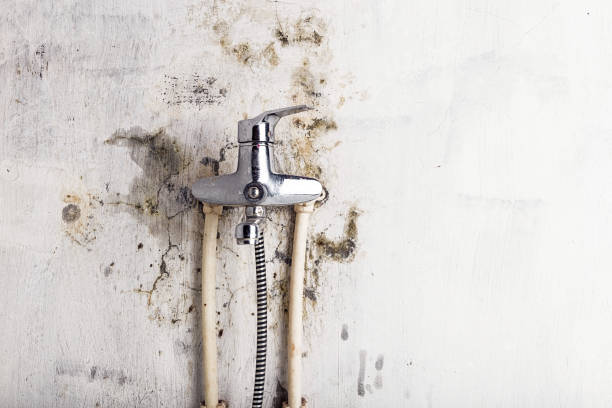 Best Mold Removal Specialists  in Lone Pine, CA