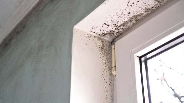 Best Certified Mold Removal  in Lone Pine, CA