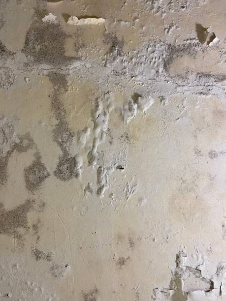 Best Residential Mold Removal  in Lone Pine, CA