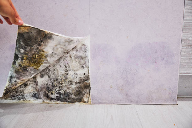 Best Mold Removal Company Near Me  in Lone Pine, CA